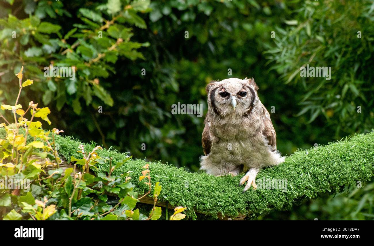 Un hibou aigle africain au château de Muncaster, Muncaster, Cumbria, Royaume-Uni. Banque D'Images