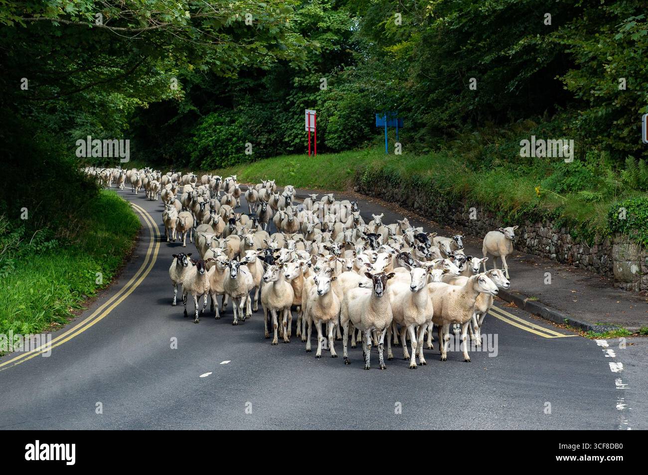Déplacer des moutons, sur une voie publique, Muncaster, Cumbria, Royaume-Uni Banque D'Images
