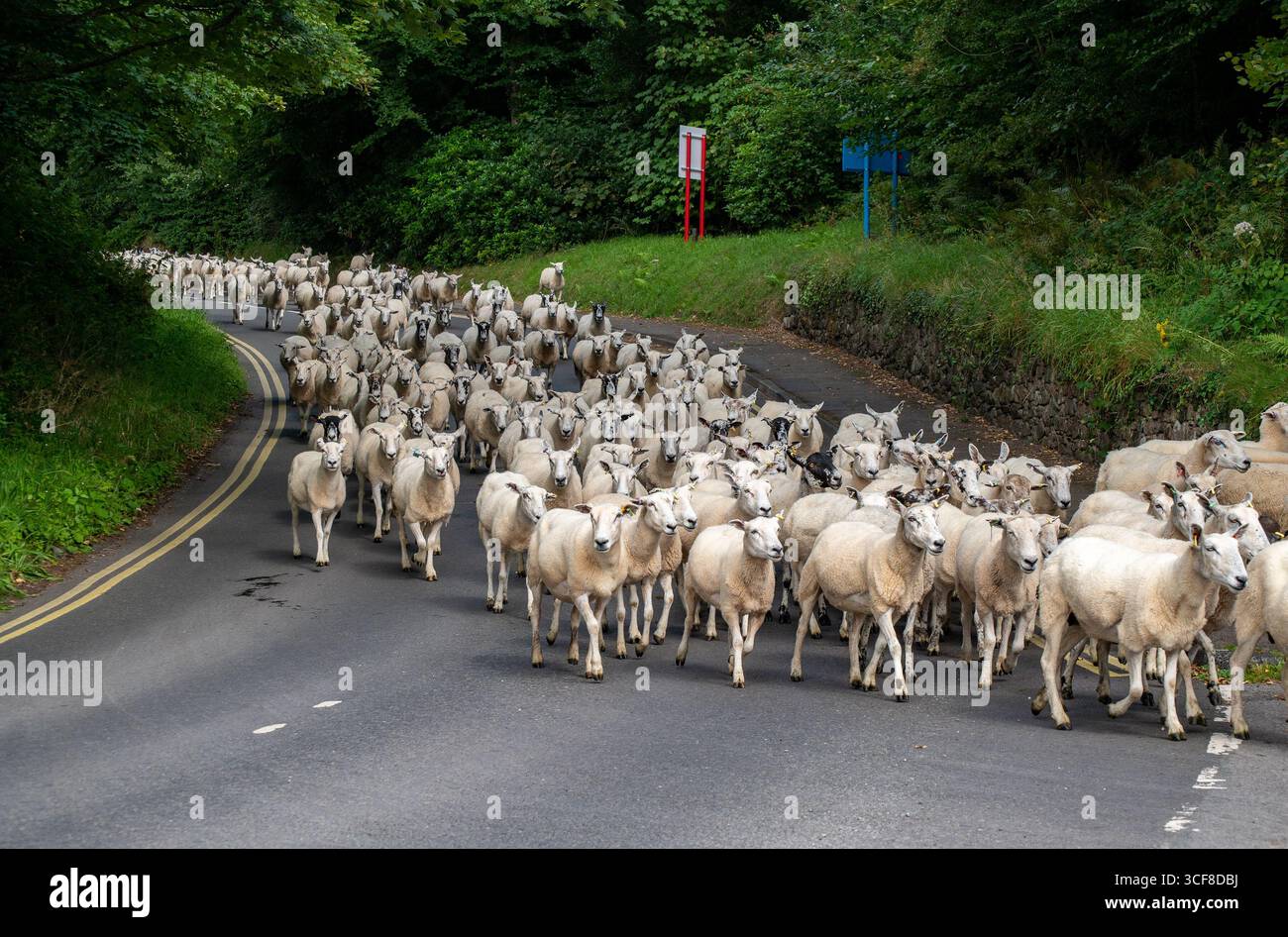 Déplacer des moutons, sur une voie publique, Muncaster, Cumbria, Royaume-Uni Banque D'Images