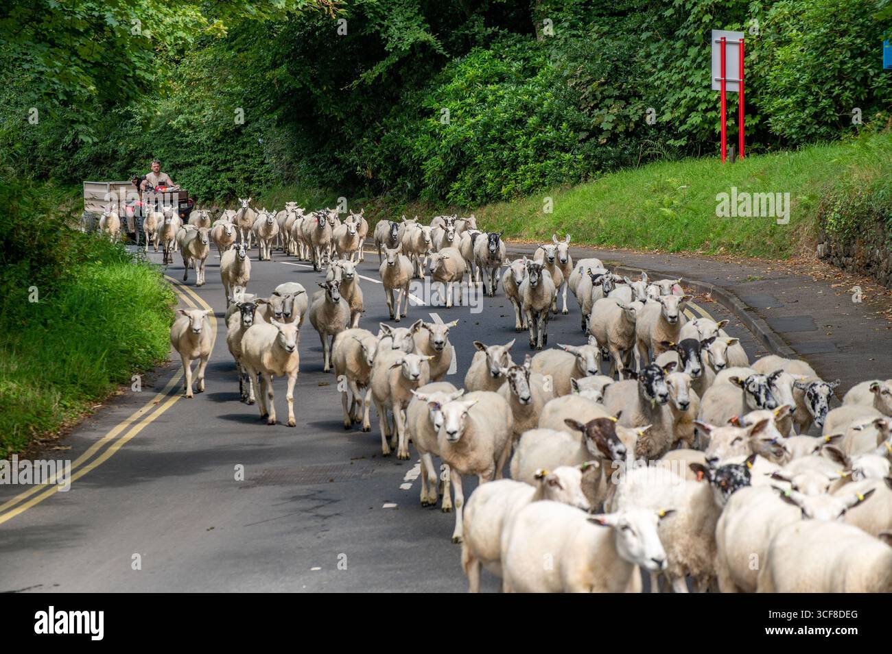 Déplacer des moutons, sur une voie publique, Muncaster, Cumbria, Royaume-Uni Banque D'Images