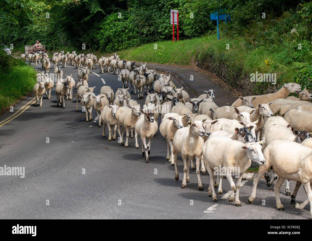 Déplacer des moutons, sur une voie publique, Muncaster, Cumbria, Royaume-Uni Banque D'Images