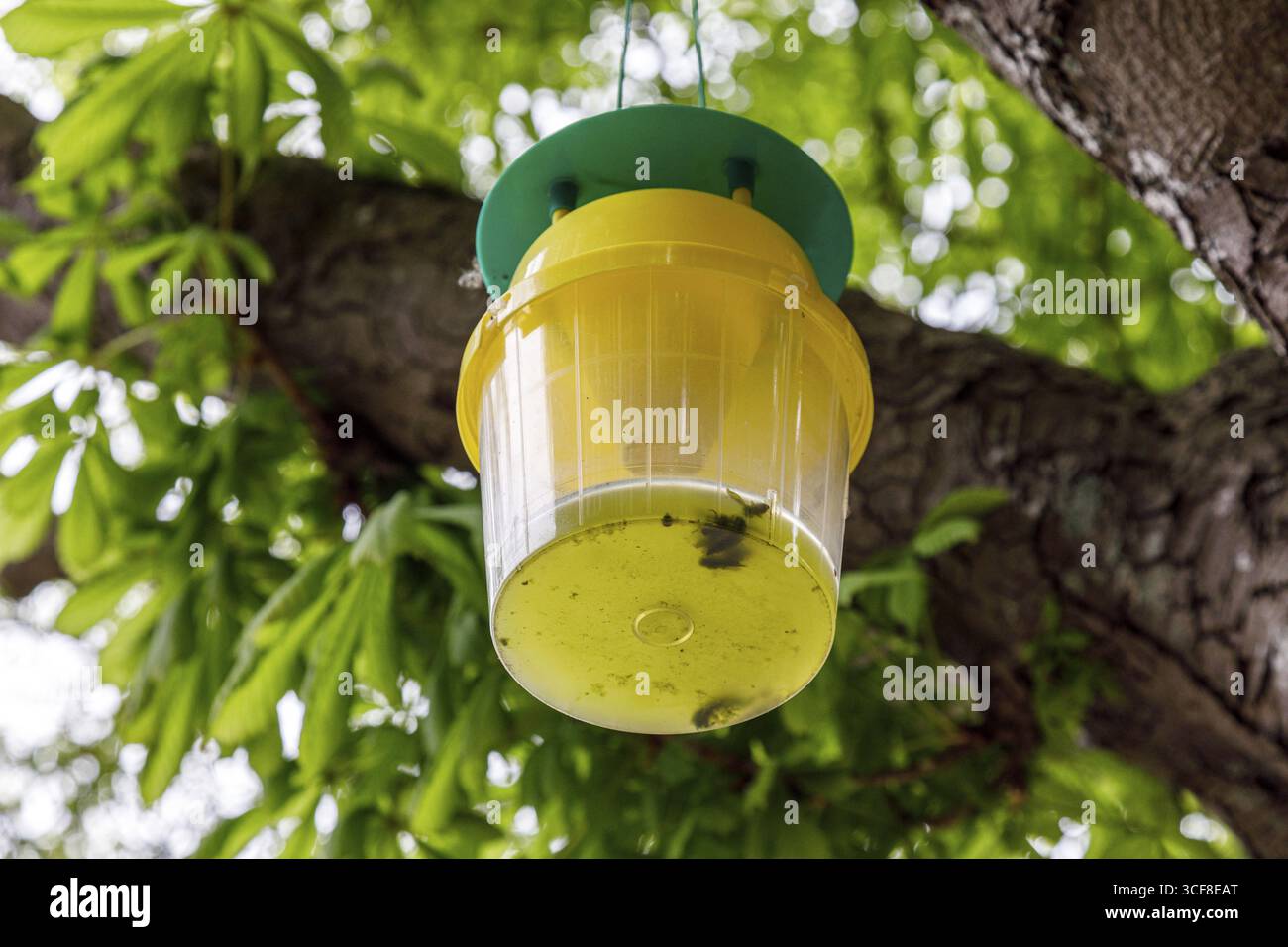 Piège à entonnoir attractif ou piège à phéromones dans les châtaigniers Banque D'Images