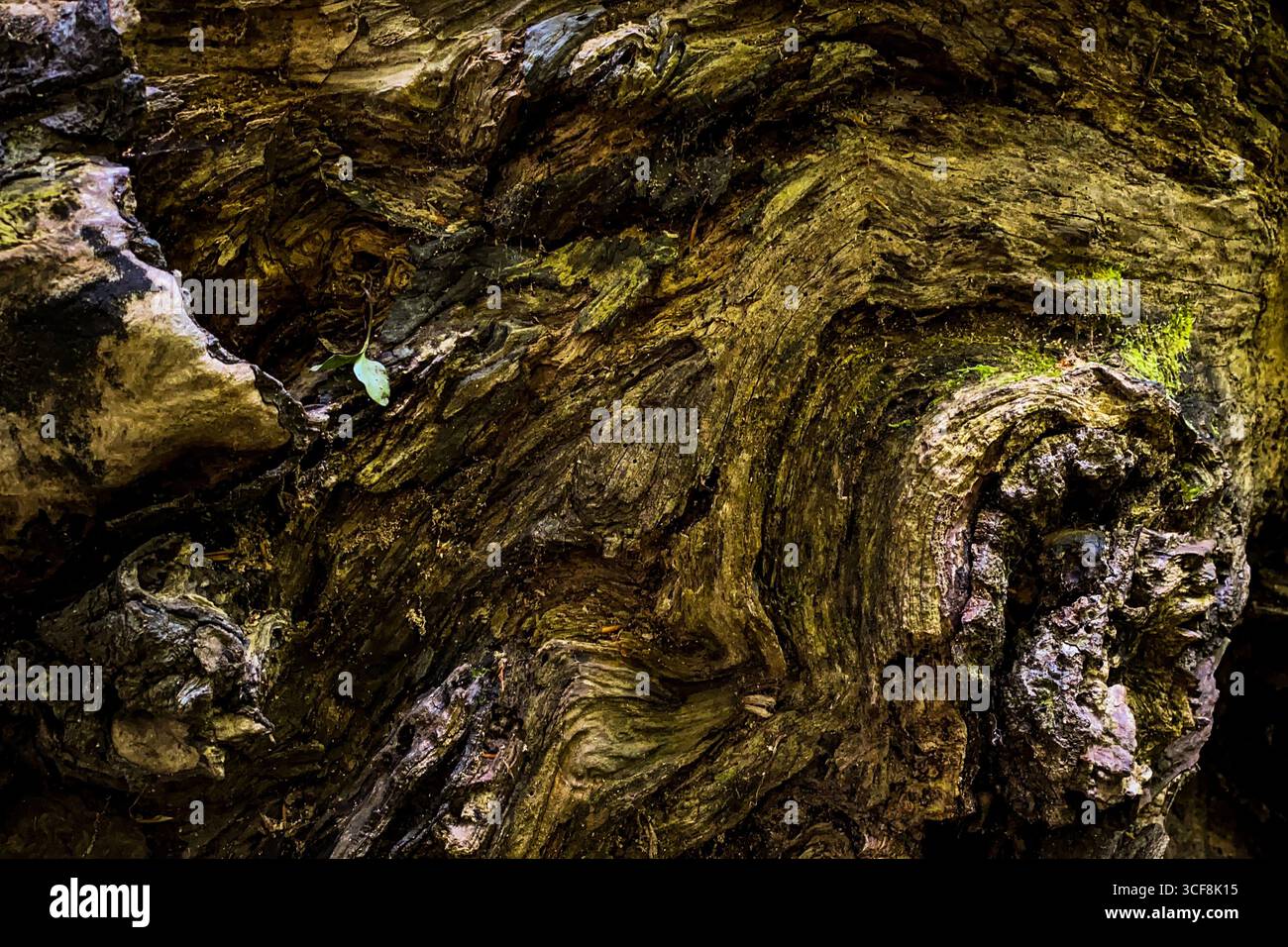 Des motifs et des textures complexes sont révélés sur un morceau de bois en décomposition, mettant en valeur la beauté de la décomposition naturelle et de la croissance de la mousse Banque D'Images