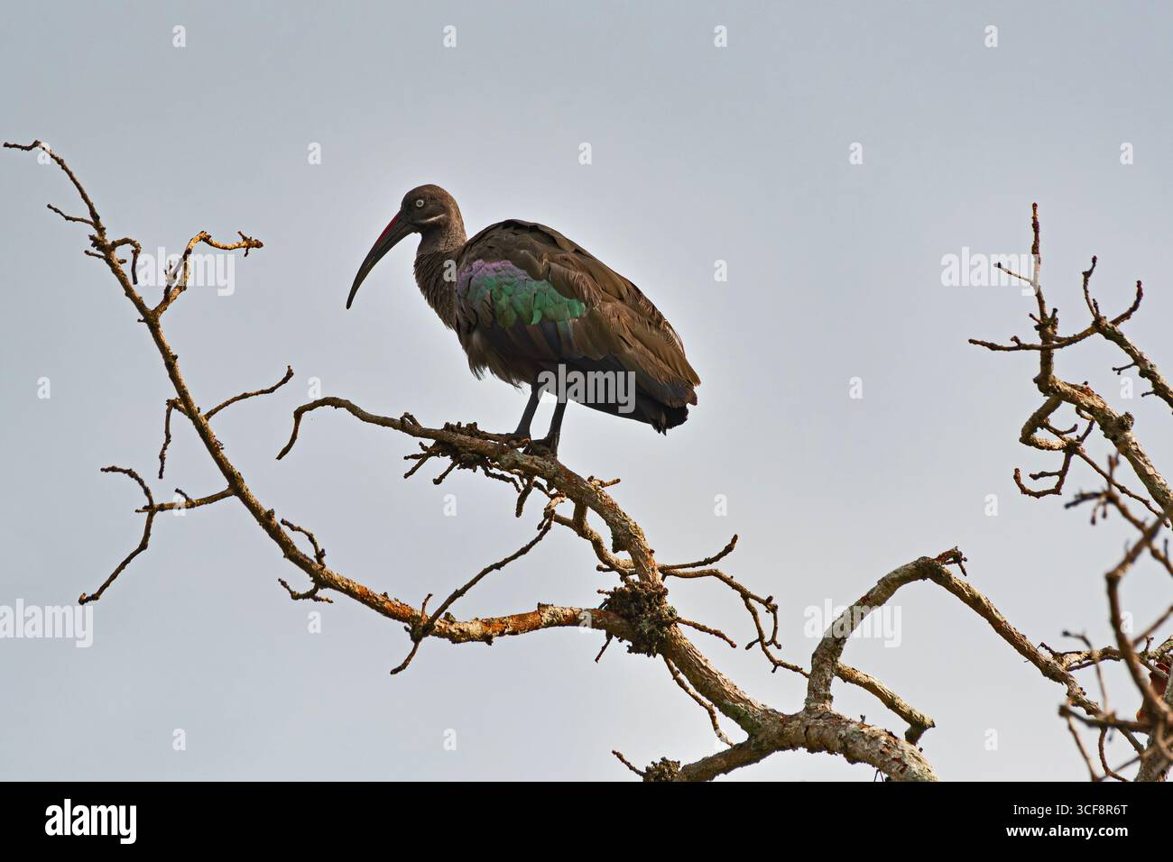 Bostrychia hagedash, Hadada Ibis Banque D'Images