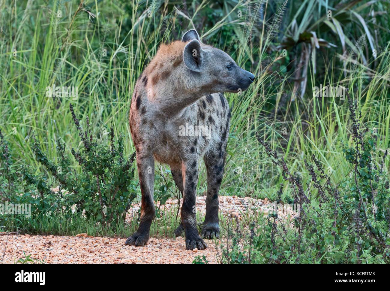 Crocuta crocuta, Hyaena tachetée Banque D'Images
