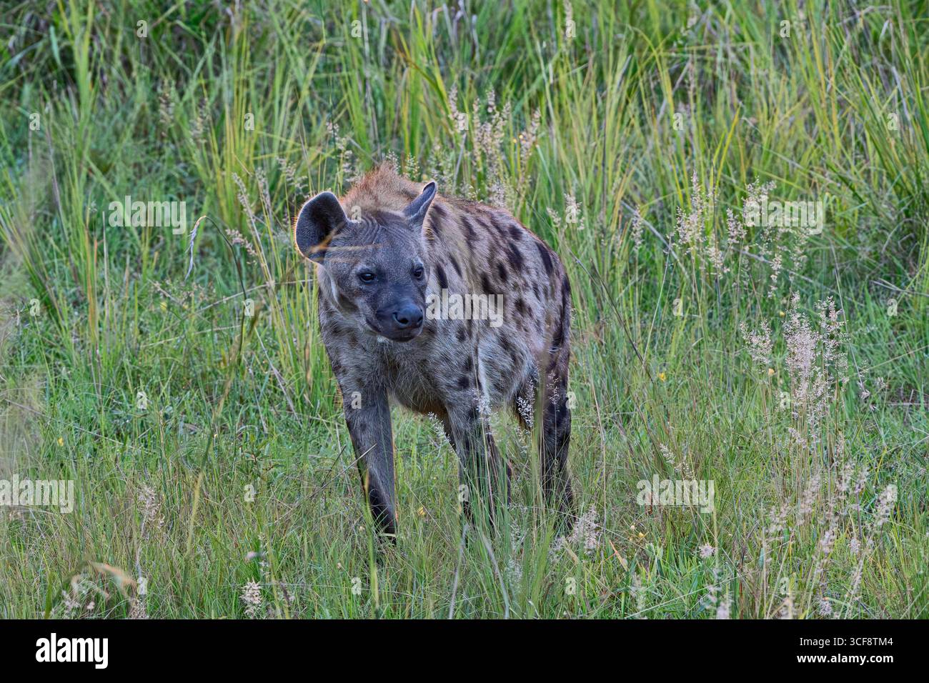 Crocuta crocuta, Hyaena tachetée Banque D'Images
