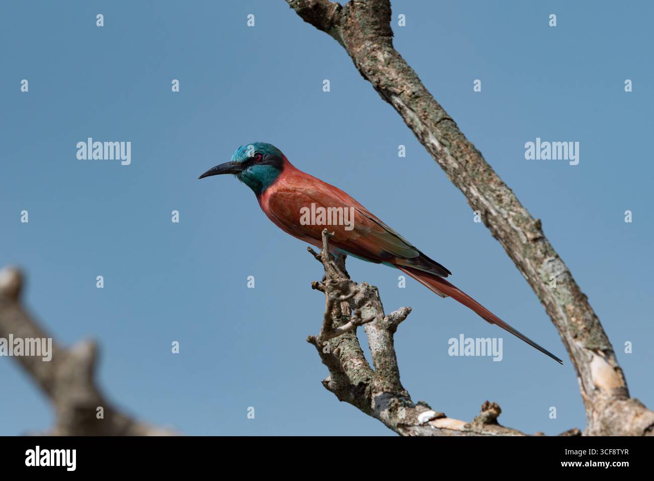 Merops nubicoides, mangeur d'abeilles du carmin du Sud Banque D'Images