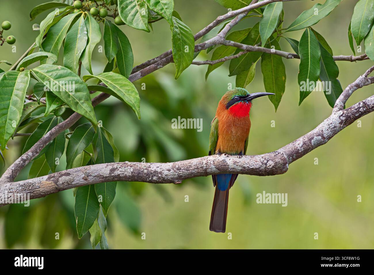 Merops bulocki, mangeur d'abeilles à gorge rouge Banque D'Images
