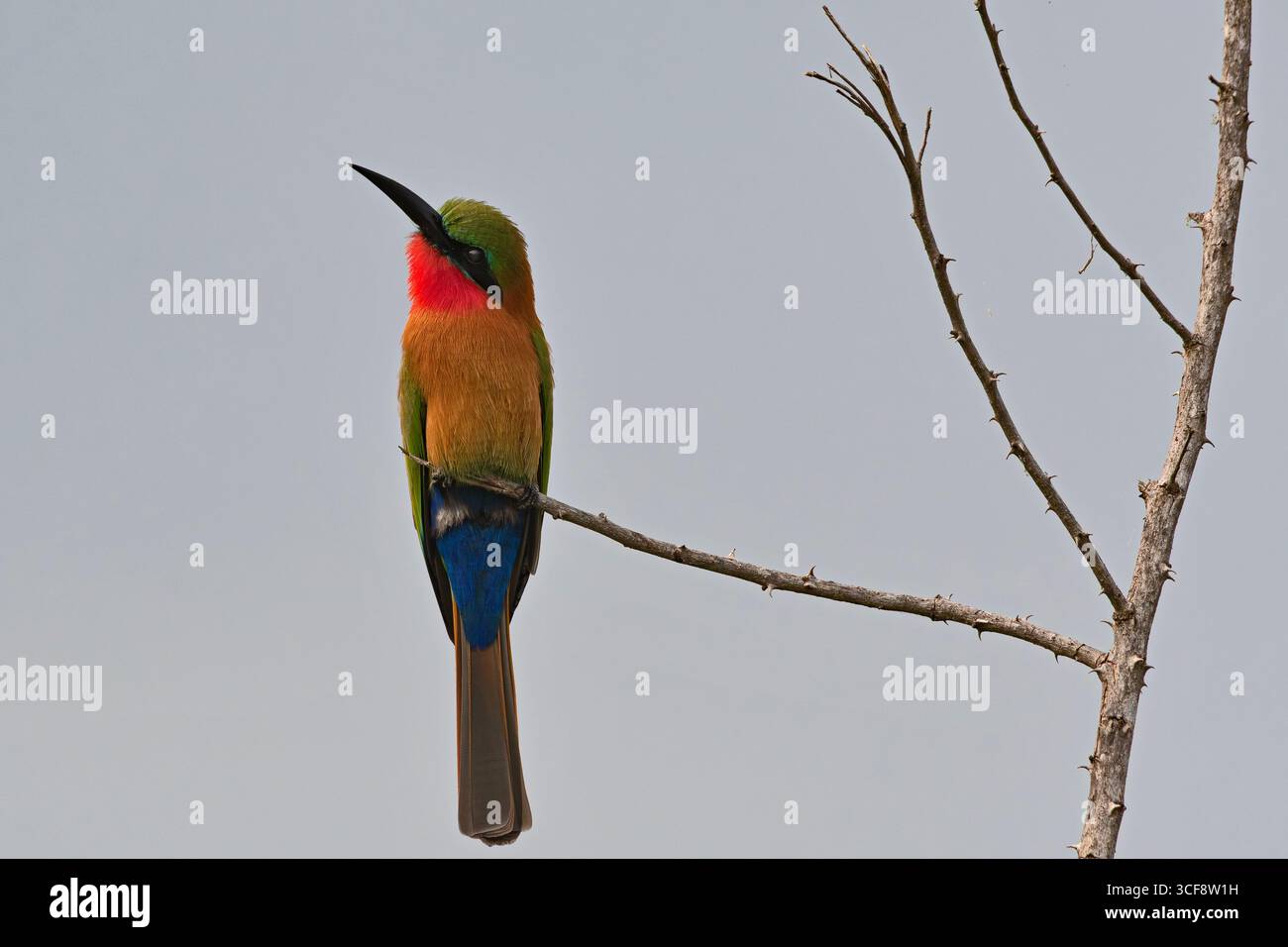 Merops bulocki, mangeur d'abeilles à gorge rouge Banque D'Images