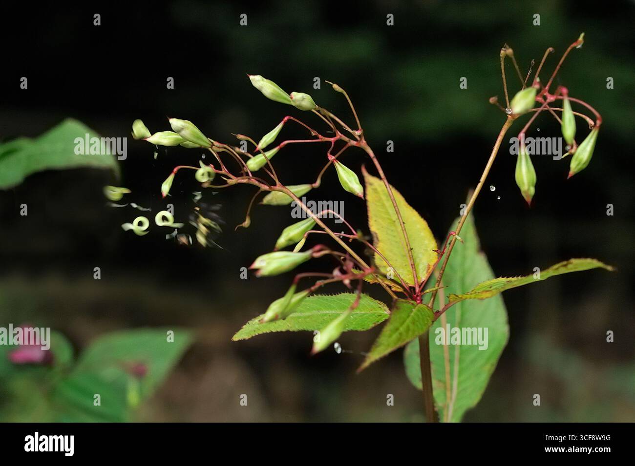 Baume de l'Himalaya (Impatiens glandulifera) montrant l'effet du mécanisme explosif de dispersion des graines des gousses matures lorsqu'elles sont touchées ou soufflées par le vent. Banque D'Images