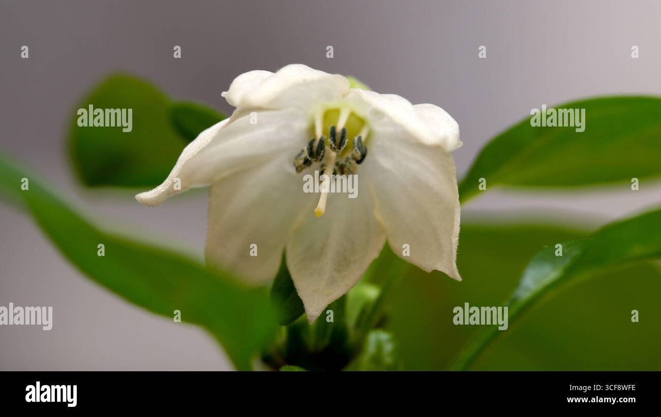 Une belle fleur blanche s'ouvre doucement sous une lumière douce, entourée d'une végétation luxuriante. Banque D'Images Une belle fleur blanche s'ouvre doucement sous une lumière douce, entourée d'une végétation luxuriante. Banque D'Images