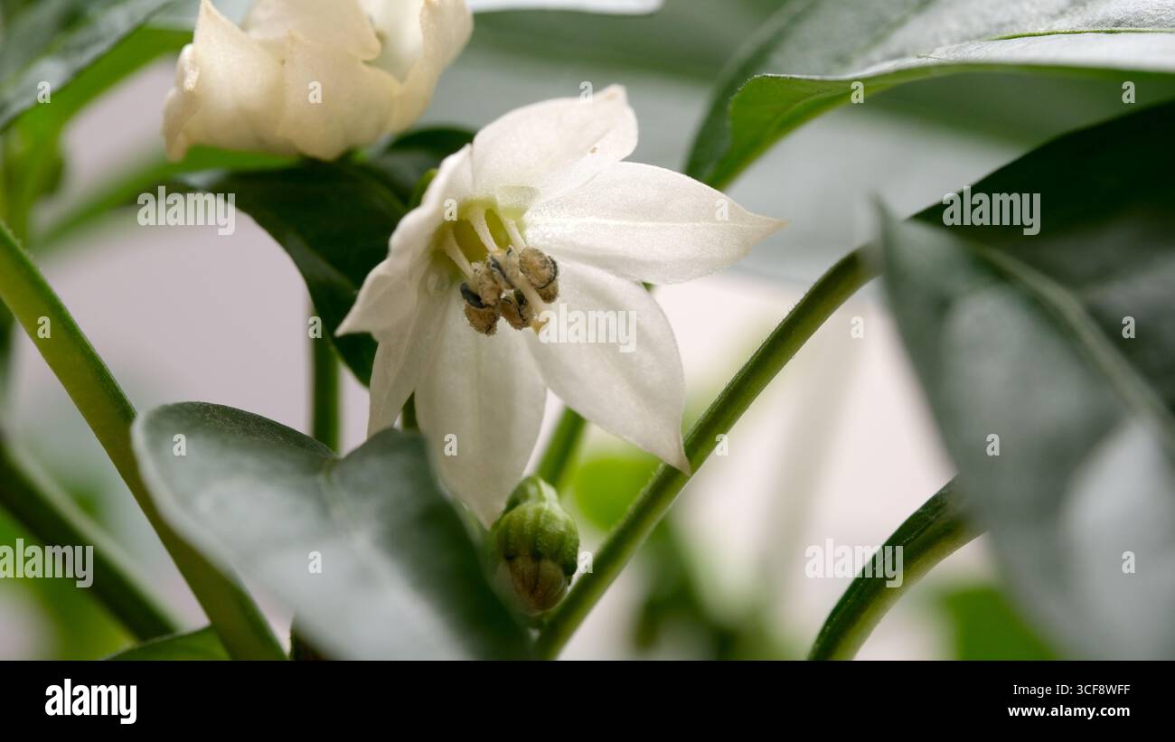 Une fleur blanche se déploie gracieusement entourée de feuilles vertes luxuriantes, accueillant le printemps. Banque D'Images Une fleur blanche se déploie gracieusement entourée de feuilles vertes luxuriantes, accueillant le printemps. Banque D'Images