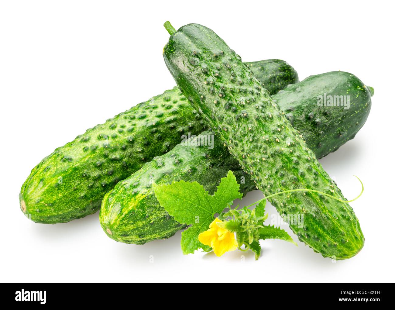 Petits concombres doux frais isolés sur fond blanc. Concombres qui sont habitués au marinage ou au tranchage. Banque D'Images