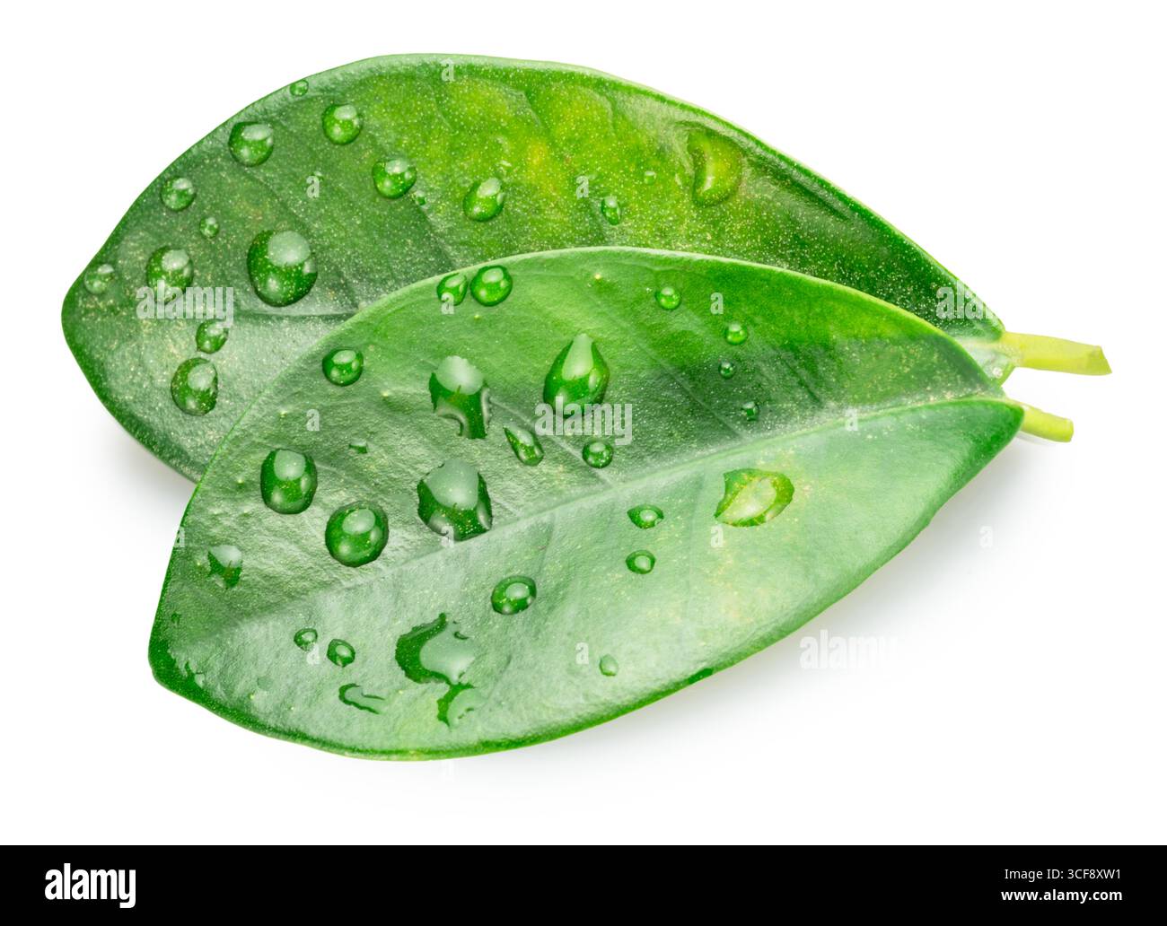 Deux feuilles d'agrumes vertes fraîches isolées recouvertes de gouttes d'eau sur fond blanc. Le fichier contient un chemin de détourage. Banque D'Images