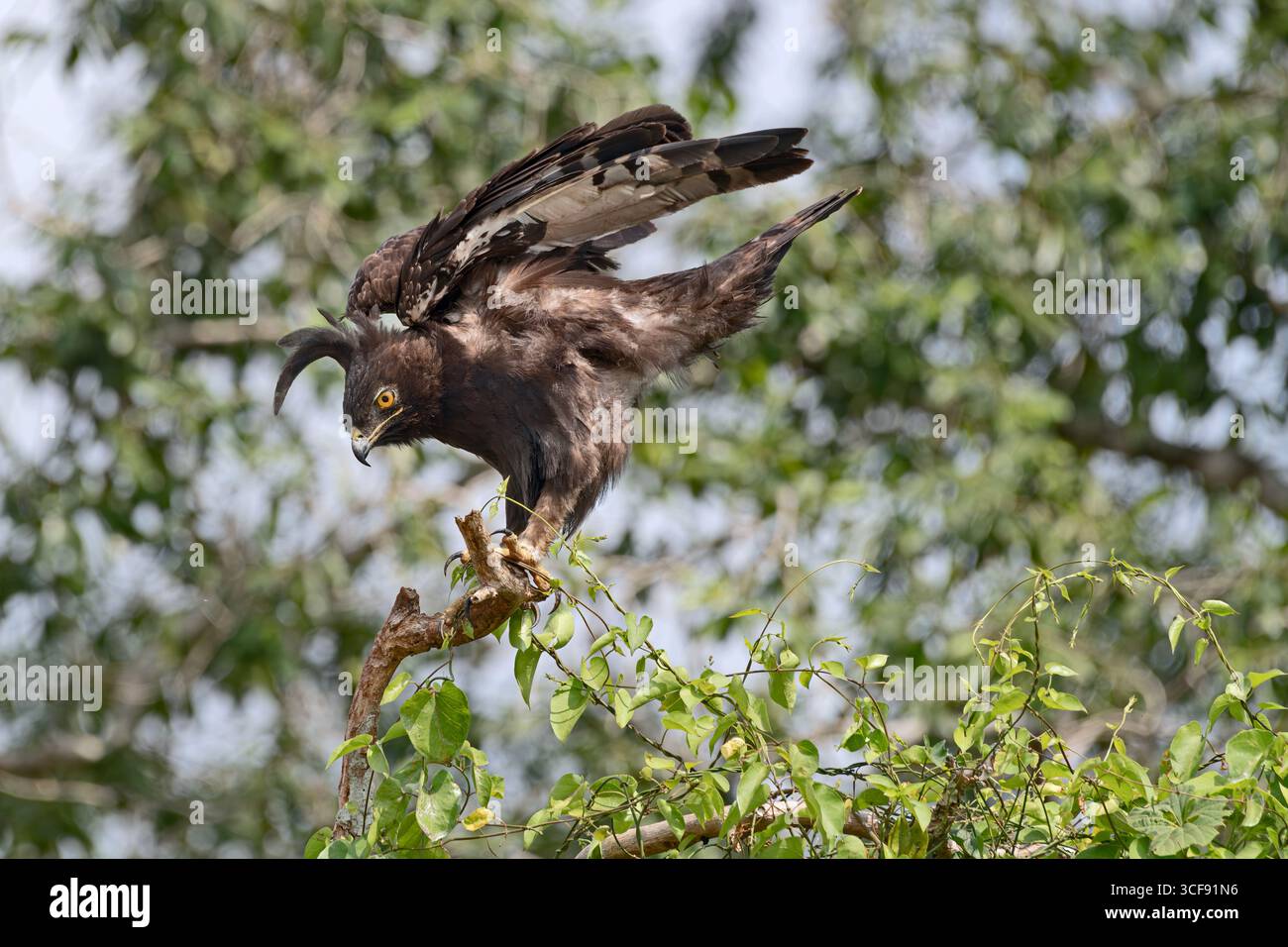 Lophaetus occipitalis, aigle à crête longue Banque D'Images