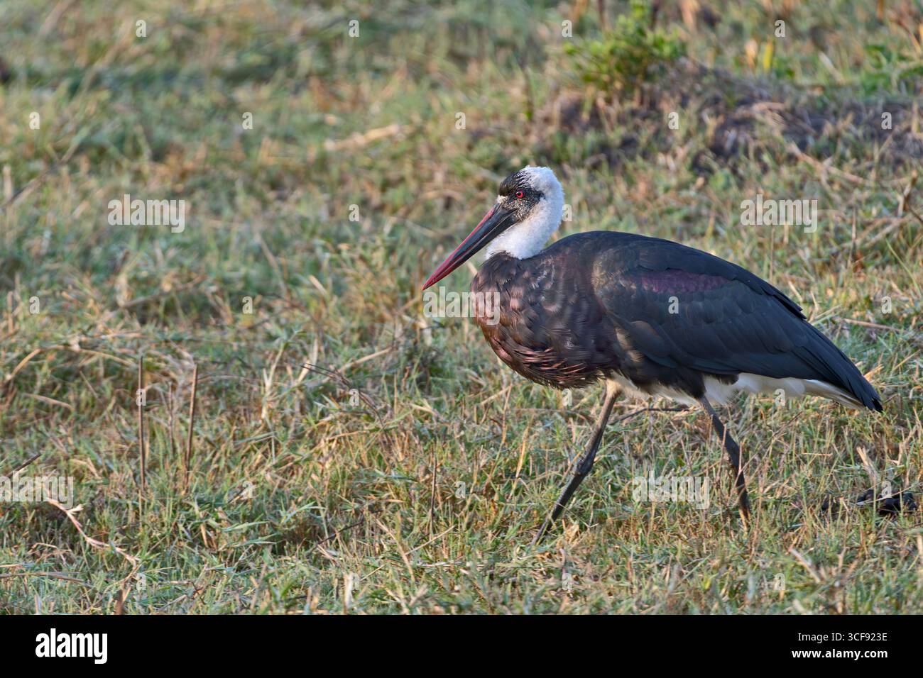 Ciconia episcopus, cigogne africaine à cou laineux Banque D'Images