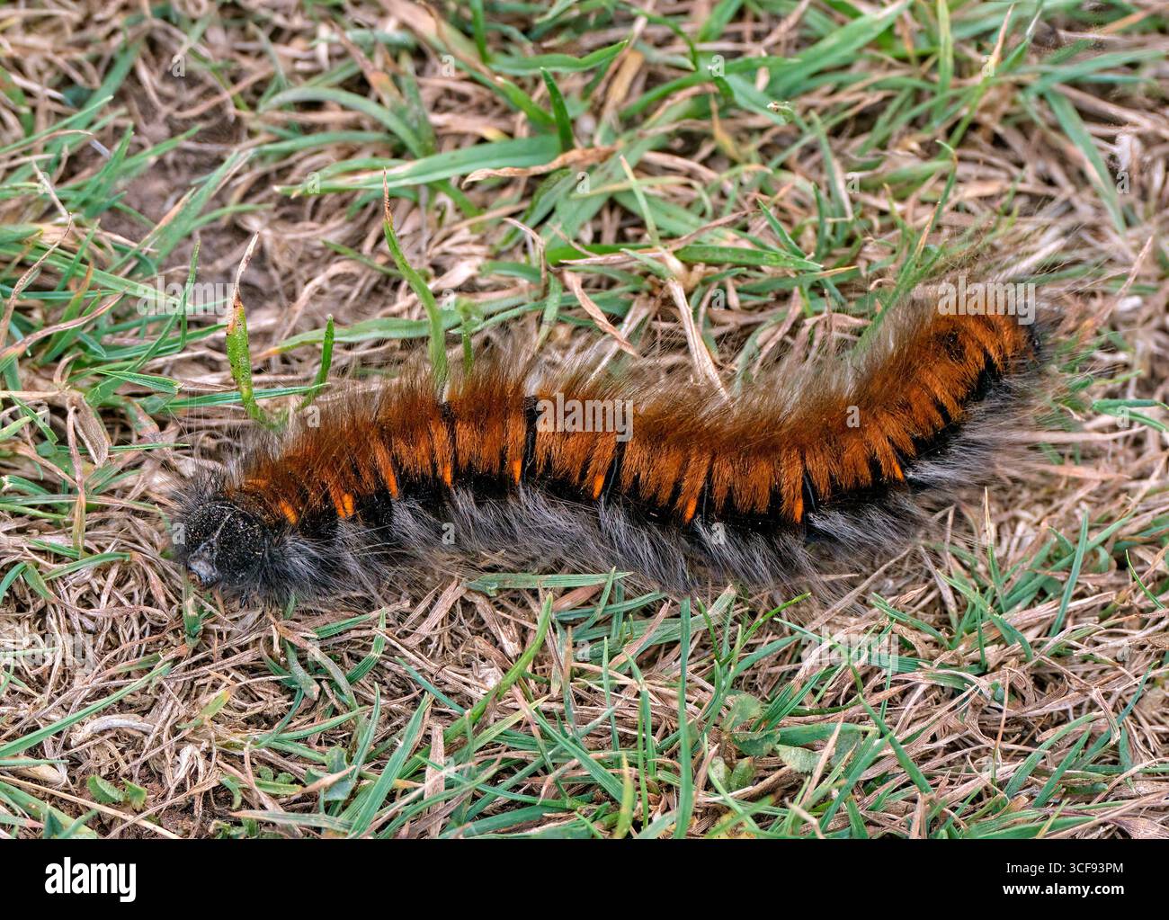 Fox Moth caterpillar. Stockbridge Down, Stockbridge, Hampshire, Angleterre. Banque D'Images