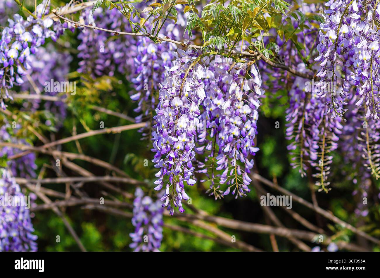 Wisteria chinoise. Fleurs violettes classiques parfumées en grappes suspendues. Espèce de wisteria chinoise bleue de la famille des légumineuses et des haricots. Banque D'Images