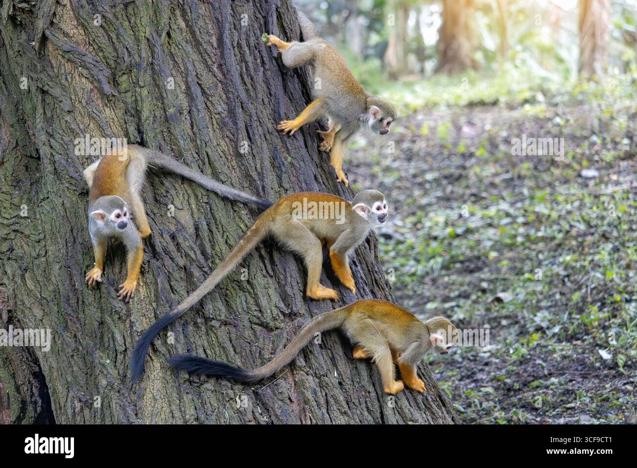 Groupe de singes écureuils communs (Saimiri sciureus) grimpant sur un arbre Banque D'Images