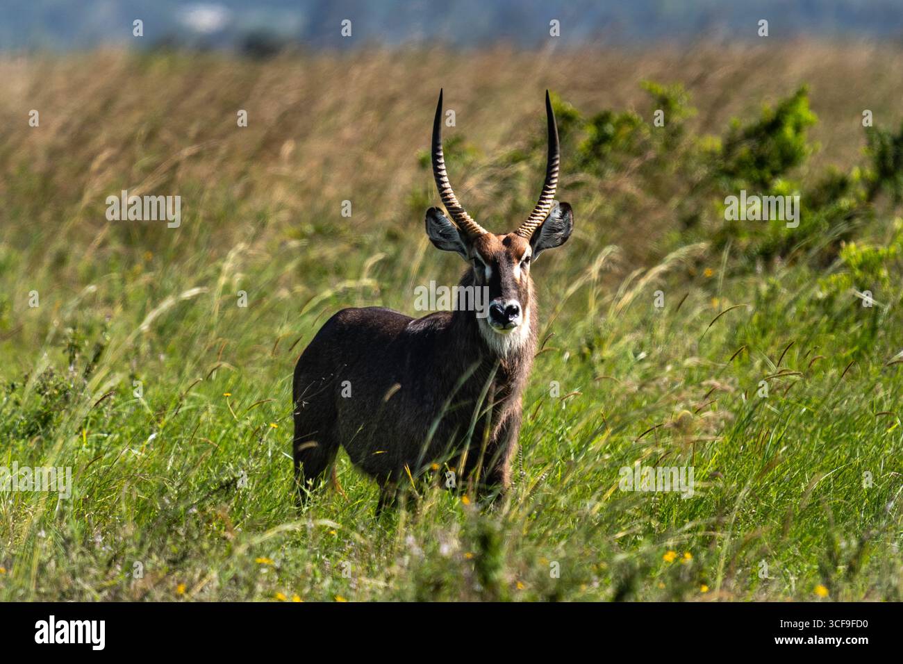 Waterbuck mâle debout dans les hautes herbes, parc national de Nairobi, Kenya Banque D'Images