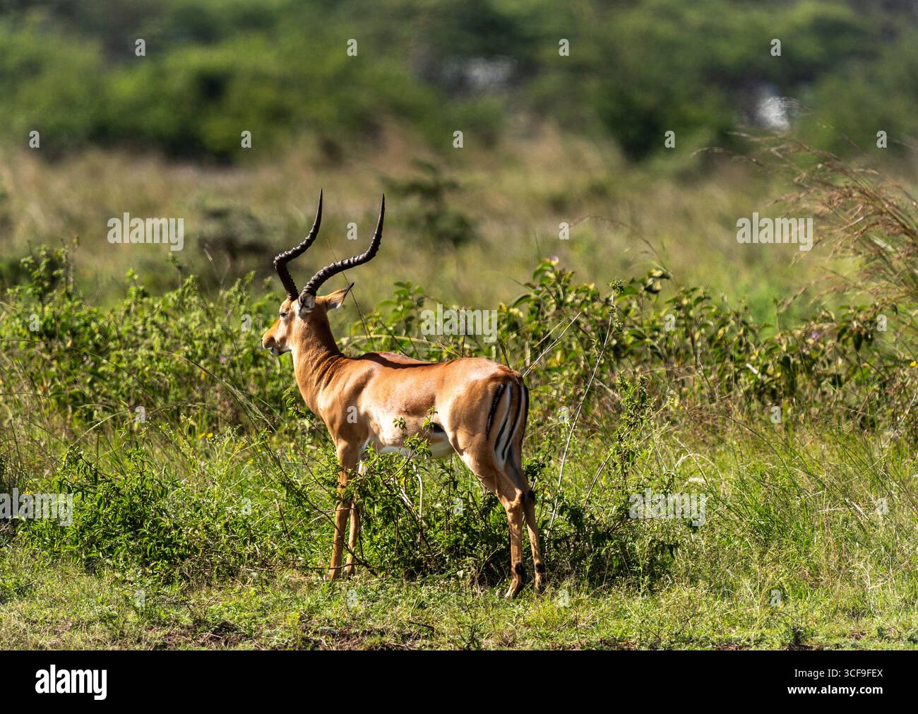 Impala mâle avec de longues cornes dans le parc national de Nairobi, Kenya Banque D'Images