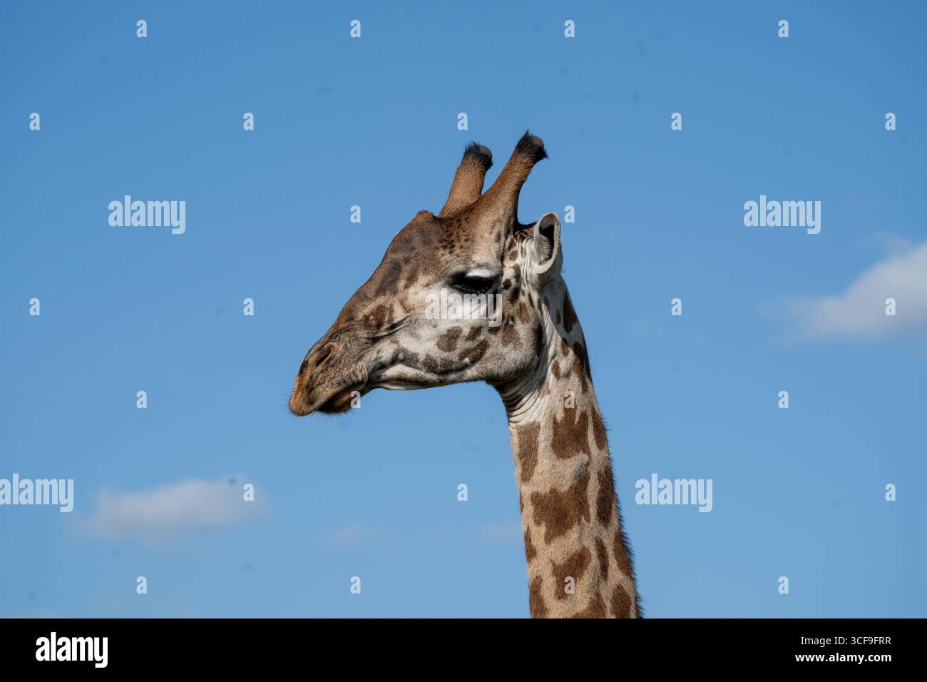 Portrait de girafe contre le ciel bleu dans le parc national de Nairobi, Kenya Banque D'Images