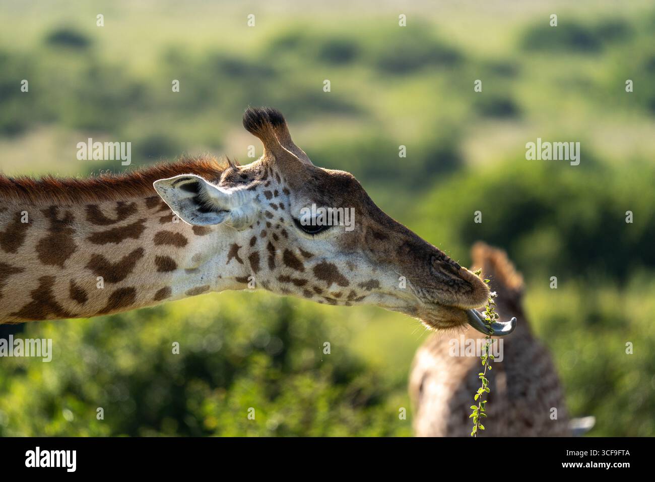Girafe se nourrissant de feuilles dans le parc national de Nairobi, Kenya Banque D'Images