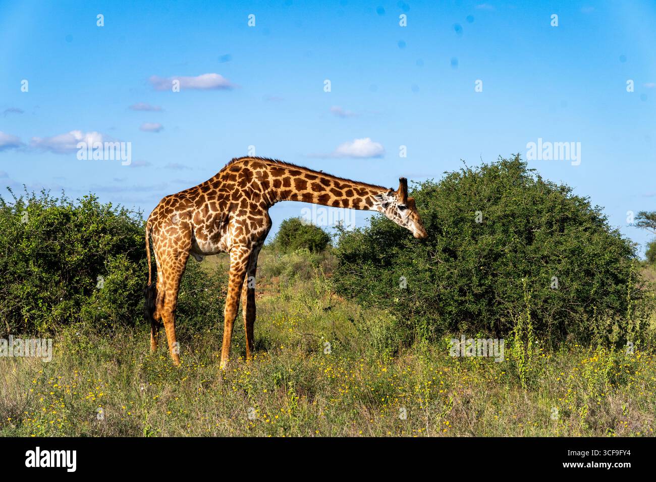 Girafe parcourant les arbustes d'acacia dans le parc national de Nairobi, Kenya Banque D'Images