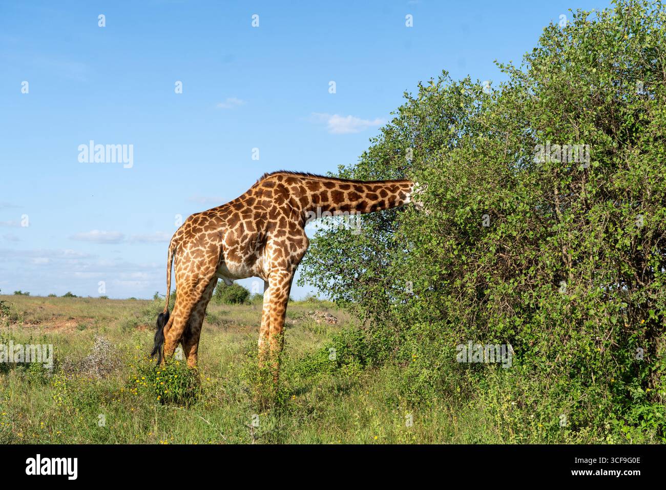 Girafe parcourant les arbustes d'acacia dans le parc national de Nairobi, Kenya Banque D'Images