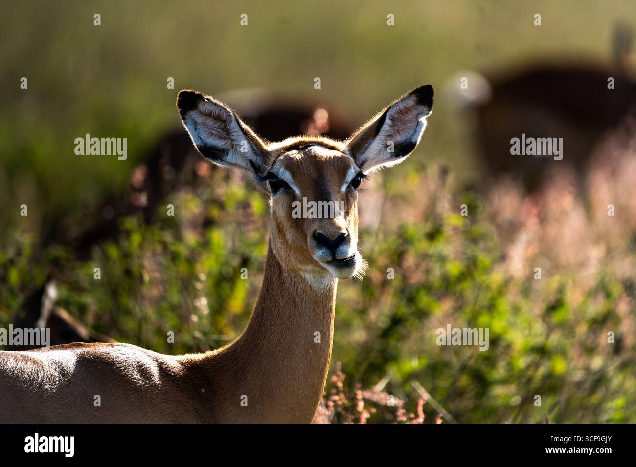 Impala femelle en alerte dans le parc national de Nairobi, Kenya Banque D'Images