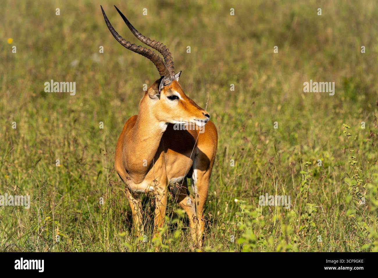 Impala mâle avec de longues cornes courbées dans le parc national de Nairobi, Kenya Banque D'Images