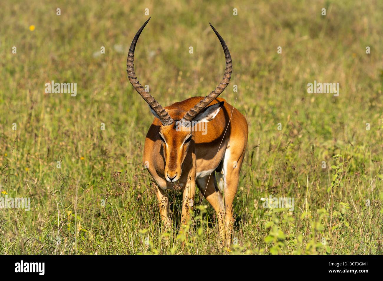 Impala mâle avec de longues cornes courbées dans le parc national de Nairobi, Kenya Banque D'Images