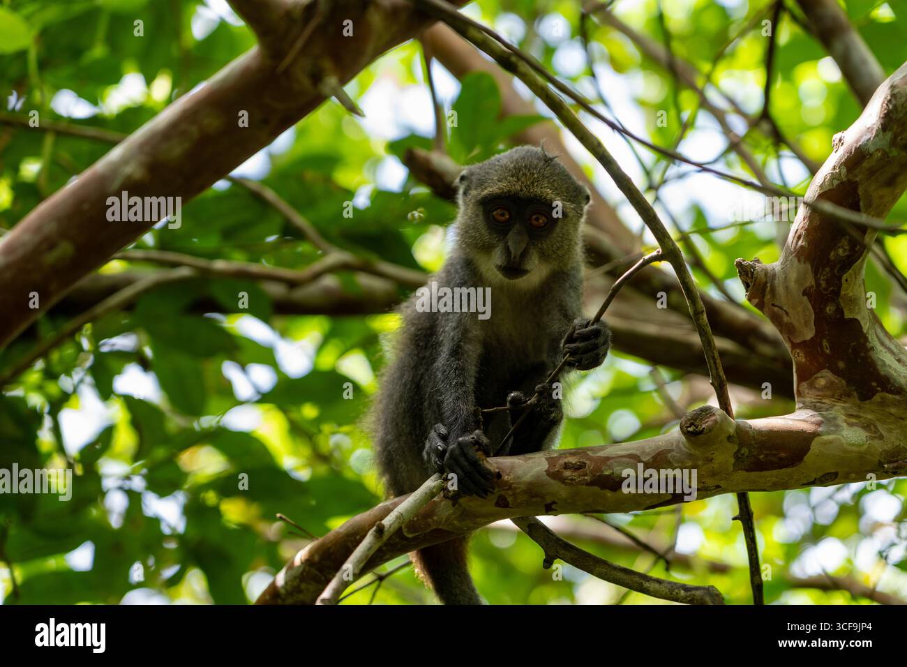 Singe bleu perché sur une branche d'arbre dans la forêt de Jozani, Zanzibar Banque D'Images