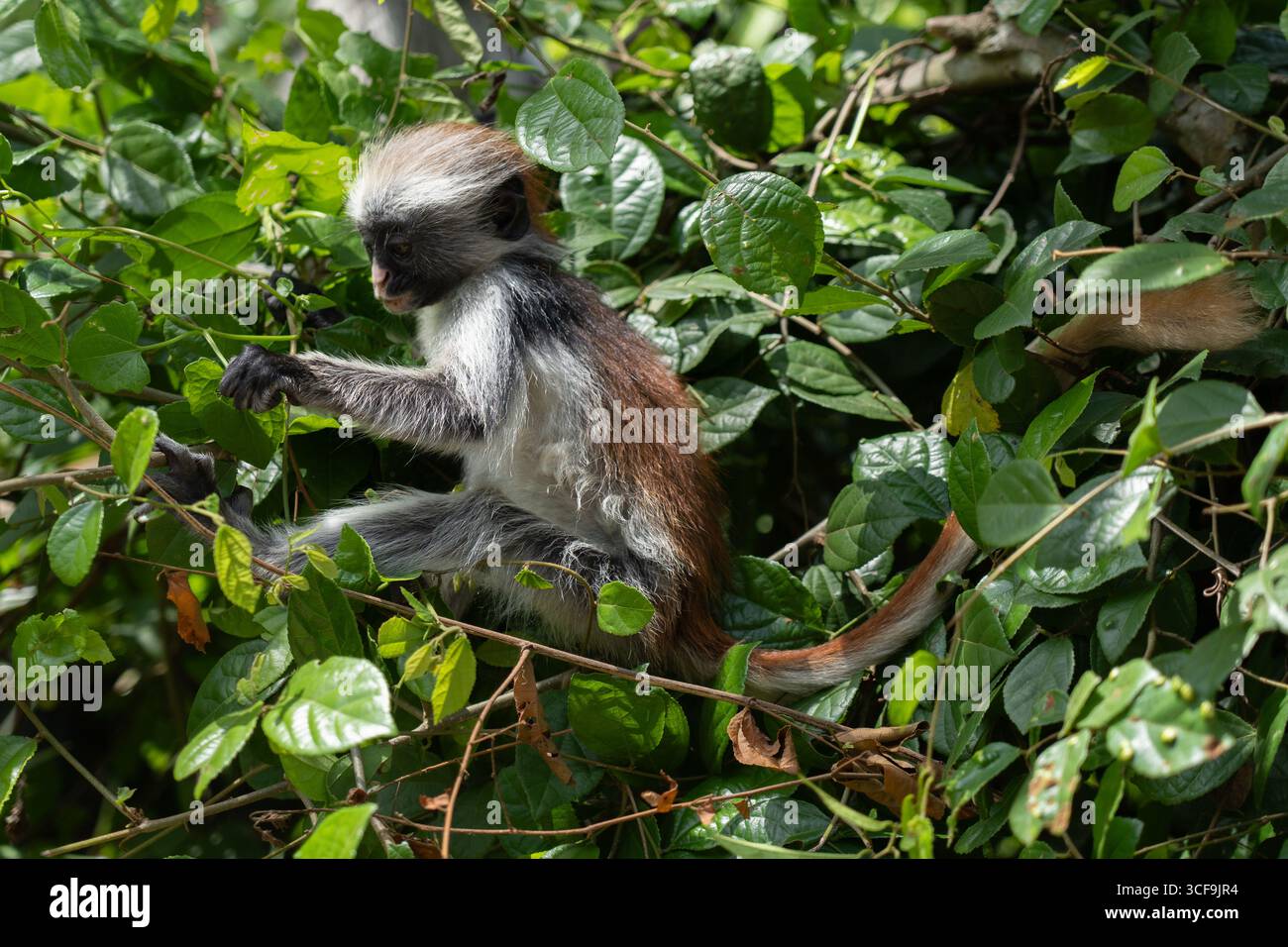 Jeune singe colobus rouge de Zanzibar grimpant dans la forêt de Jozani, Tanzanie Banque D'Images