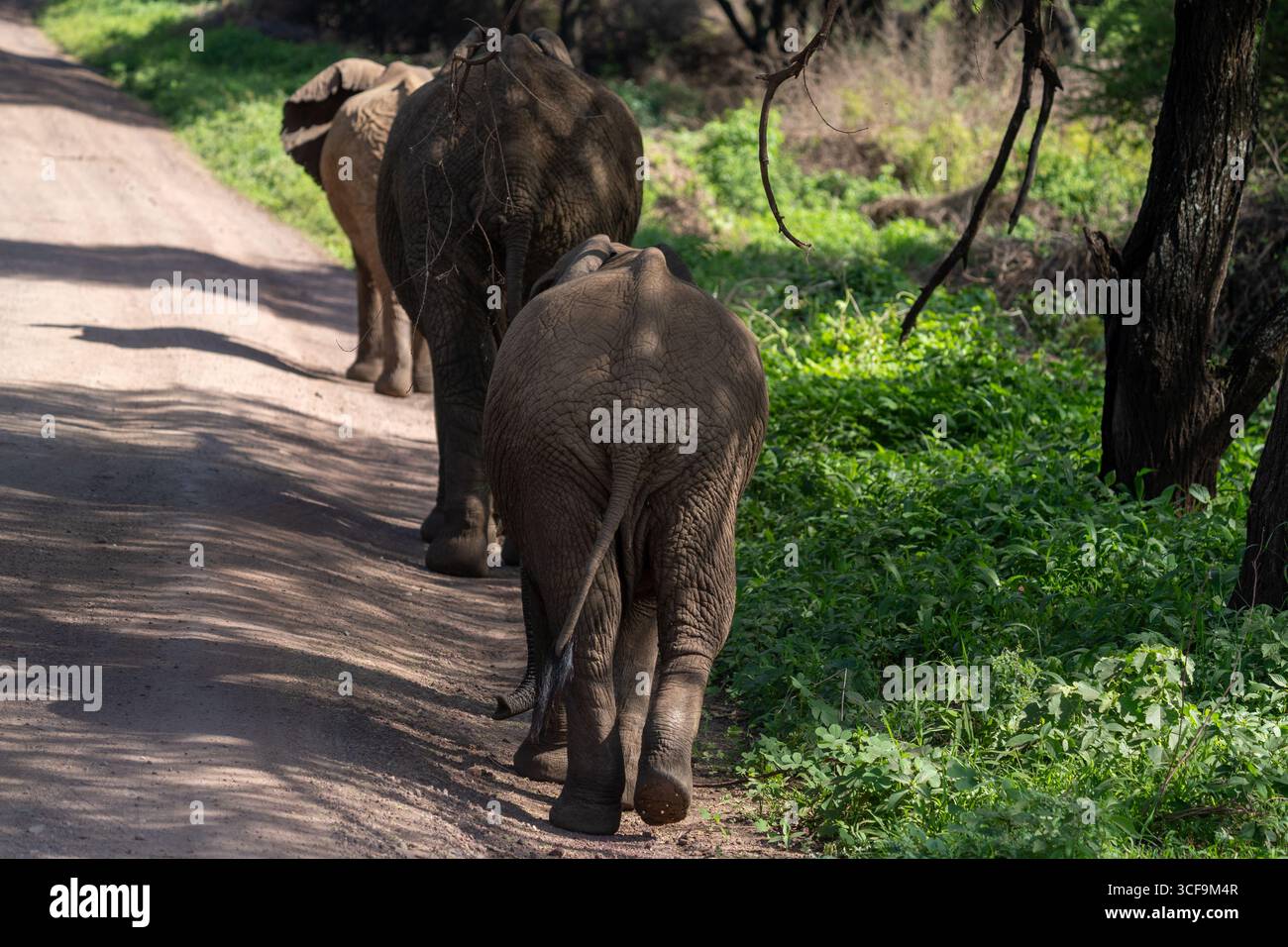 Éléphants africains marchant sur un chemin de terre dans le parc national du lac Manyara Banque D'Images