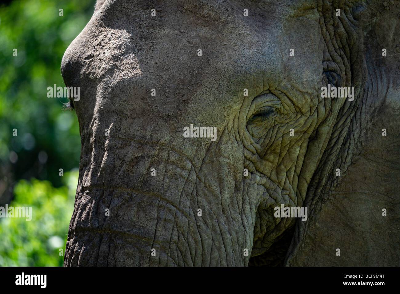 Gros plan de la face d'éléphant d'Afrique dans le parc national du lac Manyara Banque D'Images