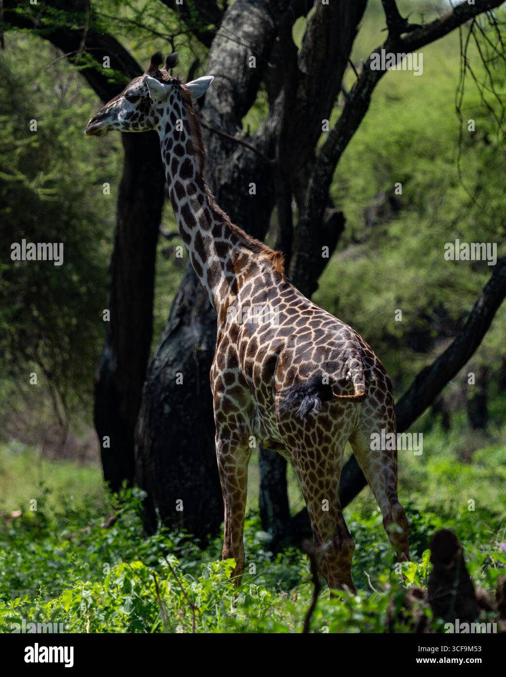 Girafe Masai debout dans la forêt du parc national du lac Manyara Banque D'Images