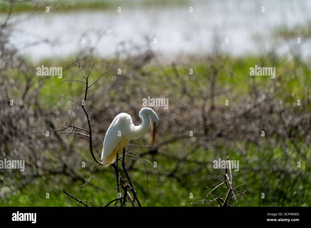 Grande aigrette reposant sur des branches sèches dans le parc national du lac Manyara Banque D'Images