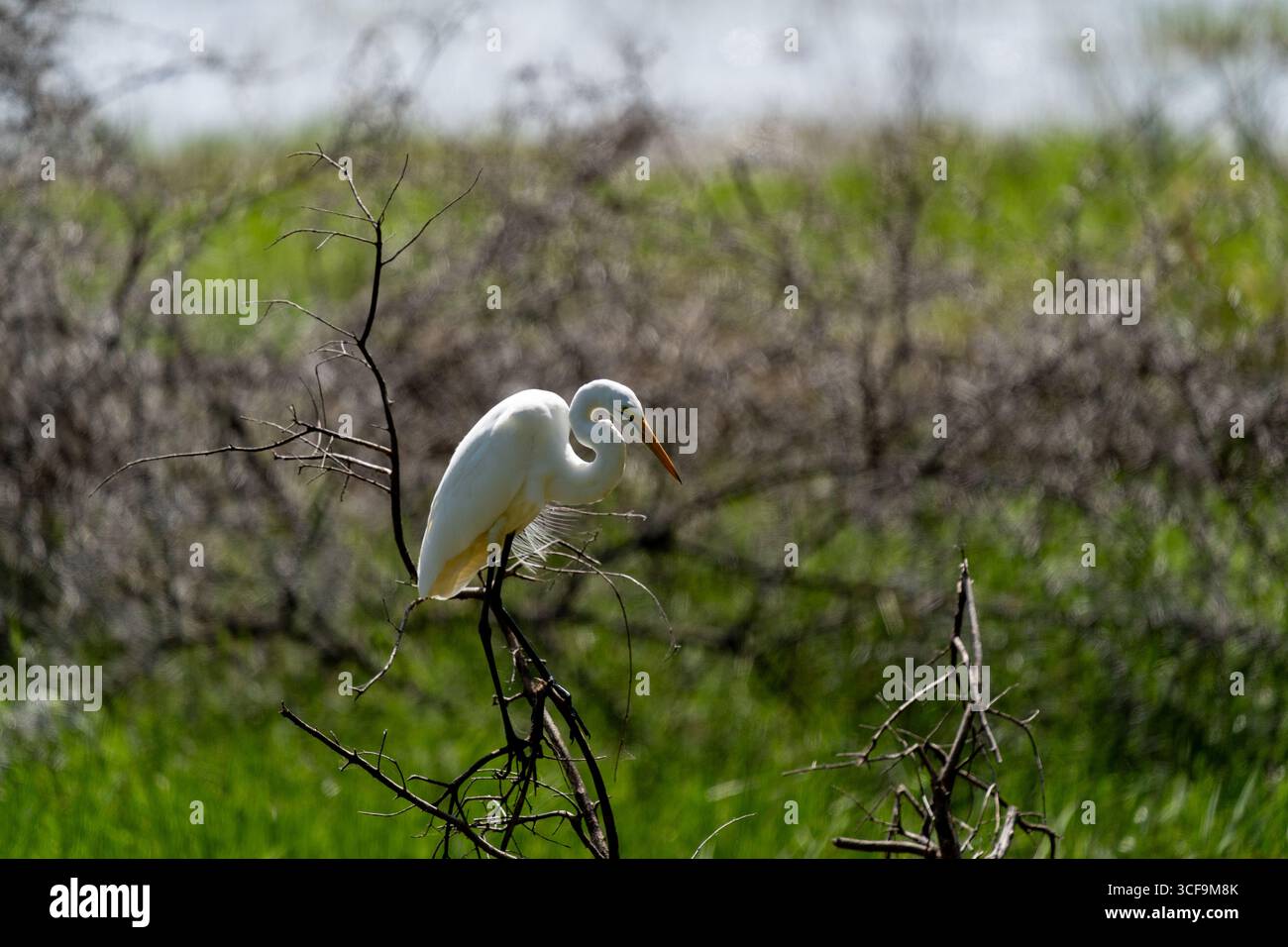 Grande aigrette reposant sur des branches sèches dans le parc national du lac Manyara Banque D'Images