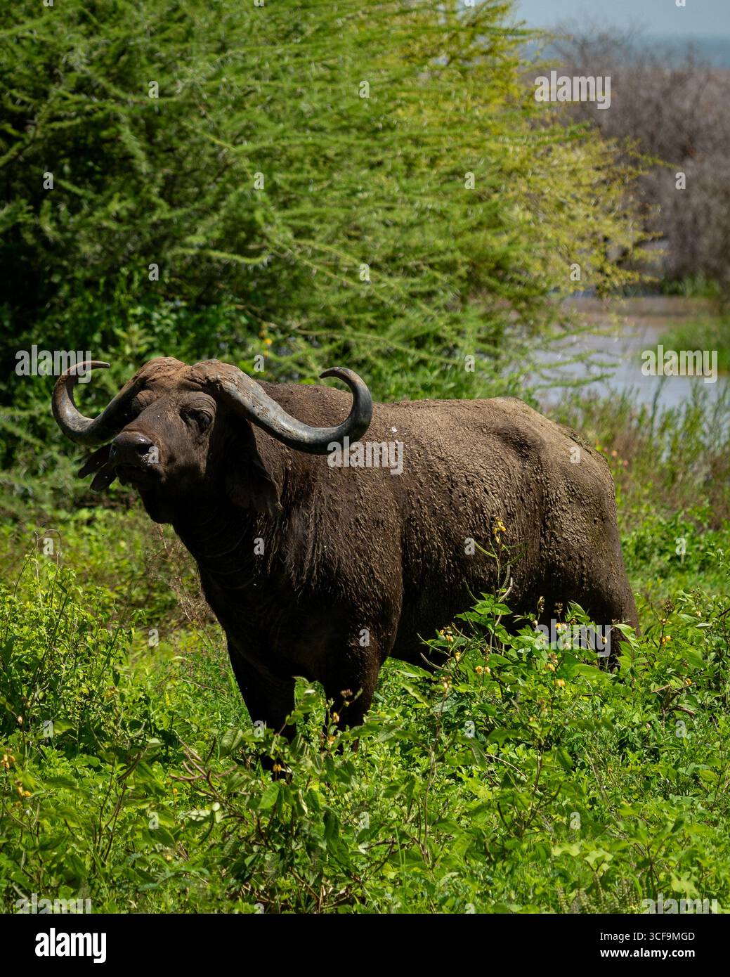 Buffle africain debout dans la verdure au parc national du lac Manyara Banque D'Images