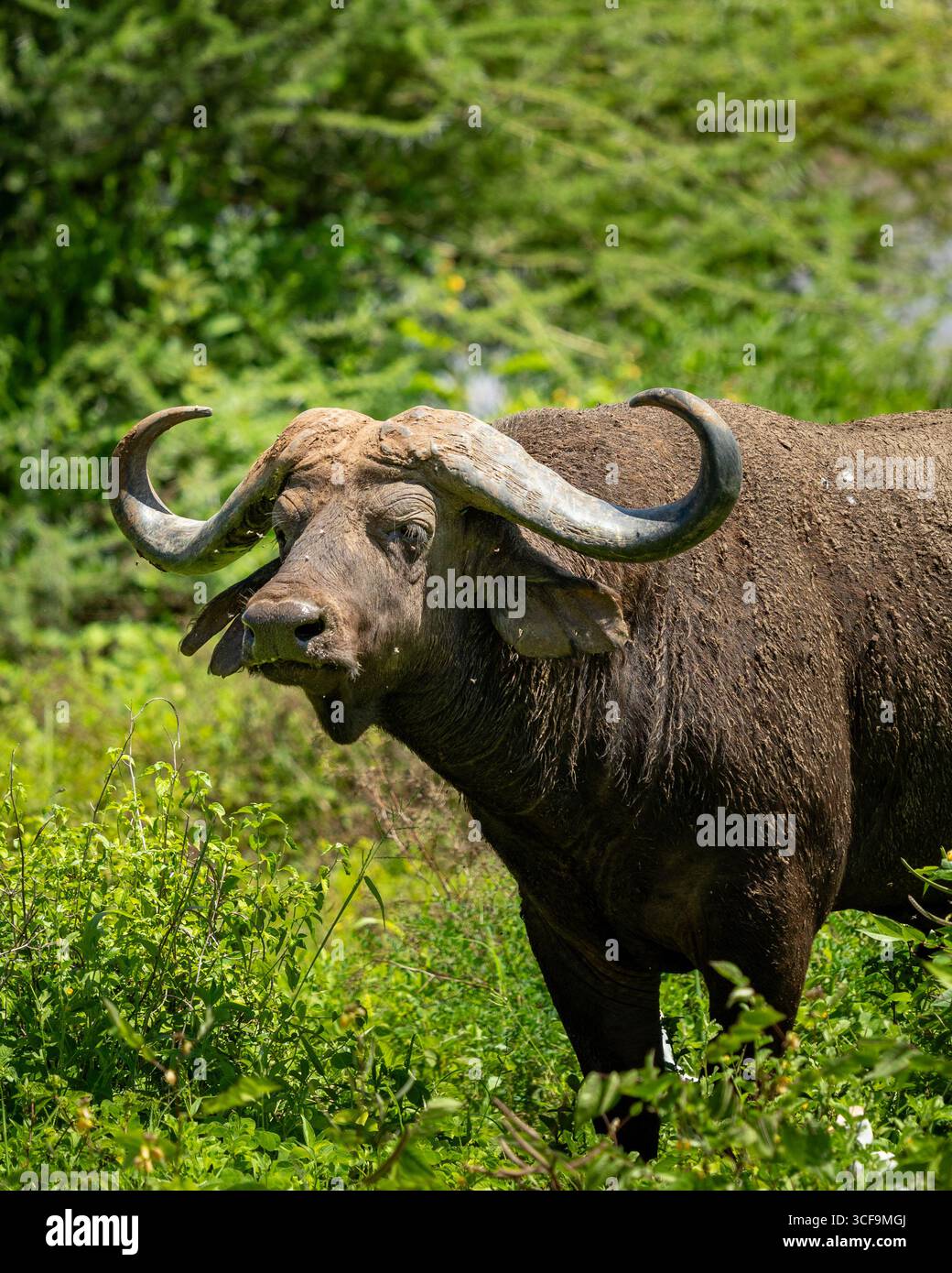 Buffle africain debout dans la verdure au parc national du lac Manyara Banque D'Images