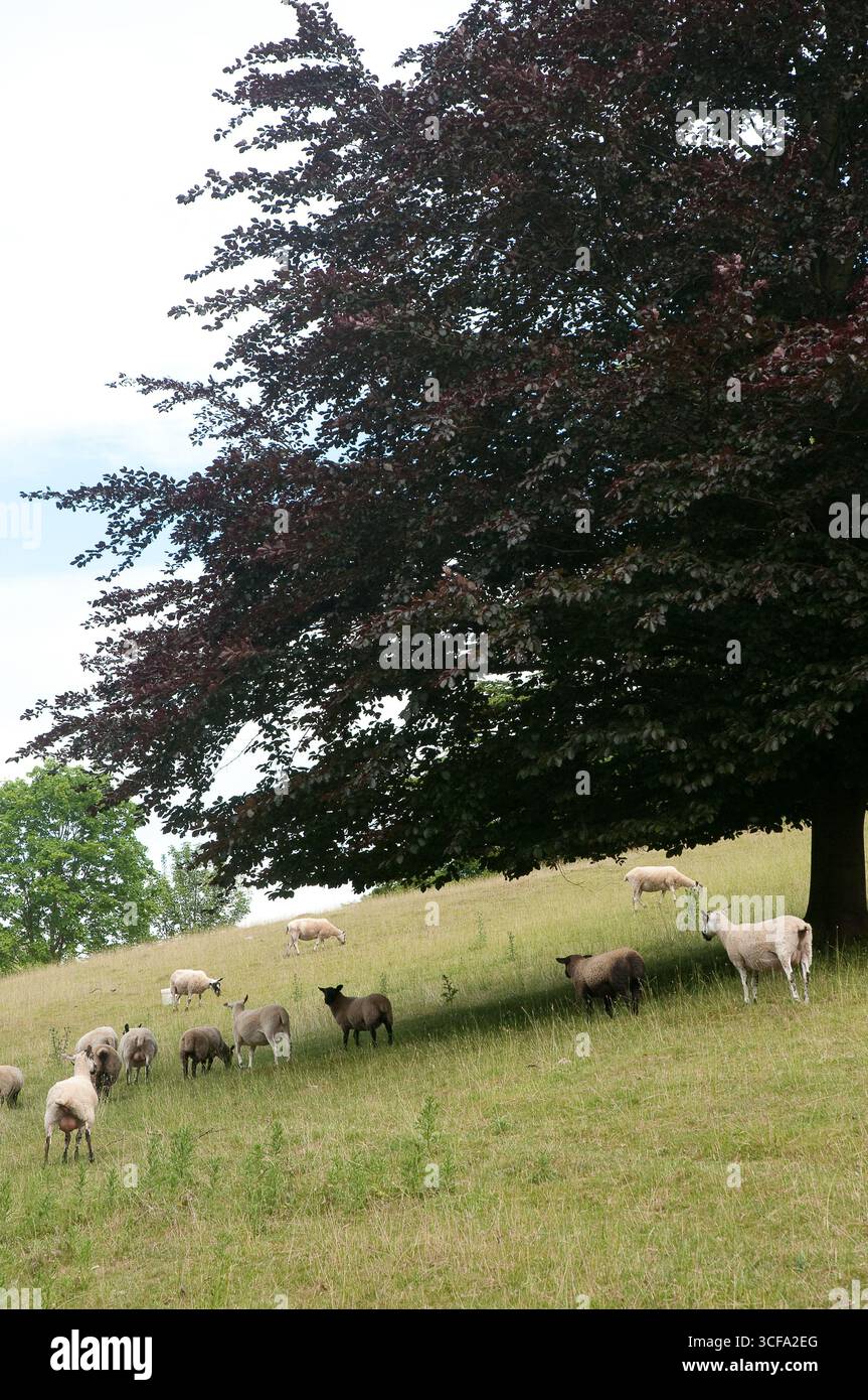 Un groupe de moutons pèle paisiblement dans un champ verdoyant, ombragé par un grand arbre par une journée ensoleillée dans la campagne. Banque D'Images