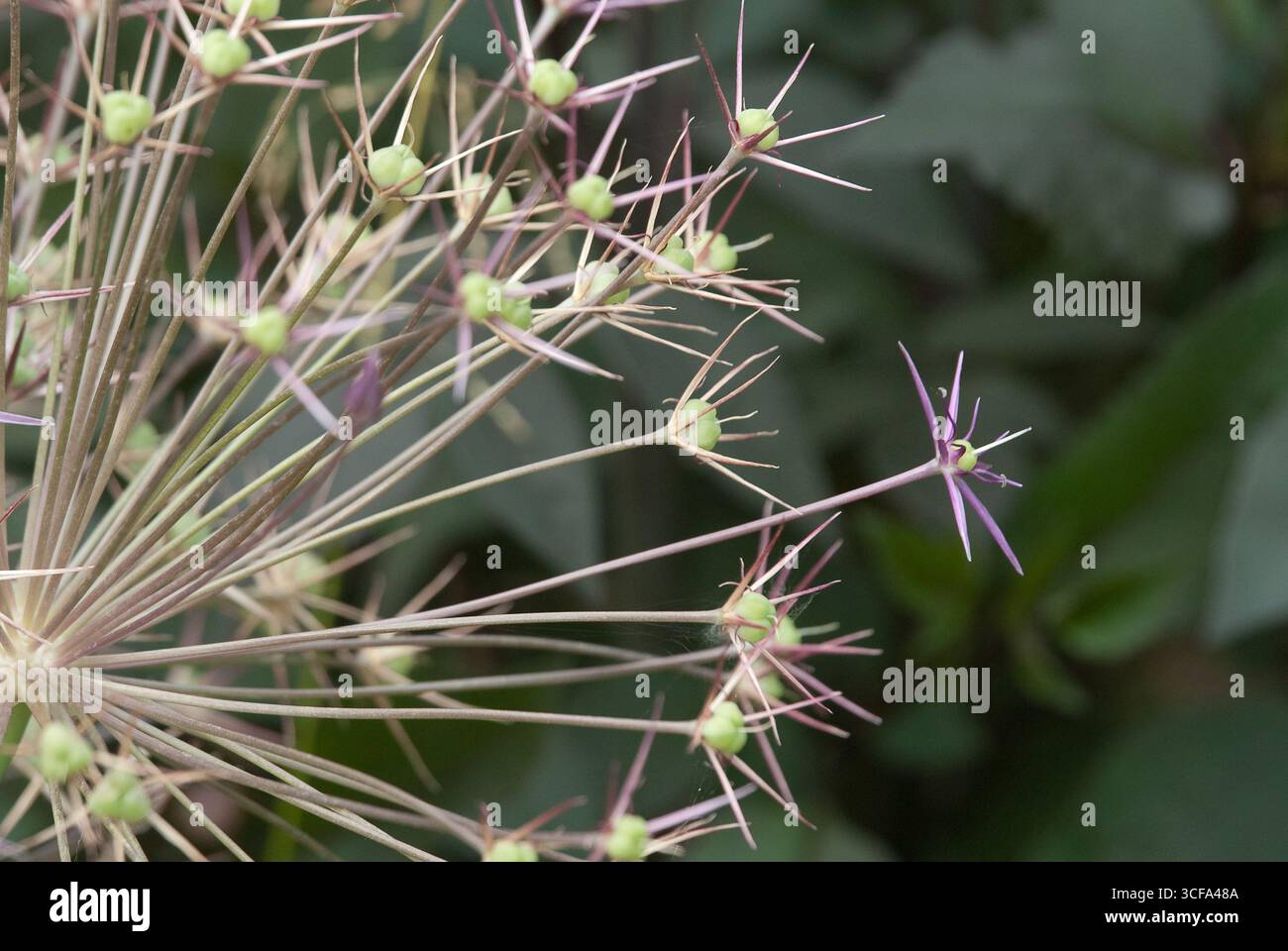 Une plante allium présente un arrangement complexe de bourgeons verts et de fleurs distinctives à pointe violette dans un jardin à la fin du printemps. Banque D'Images