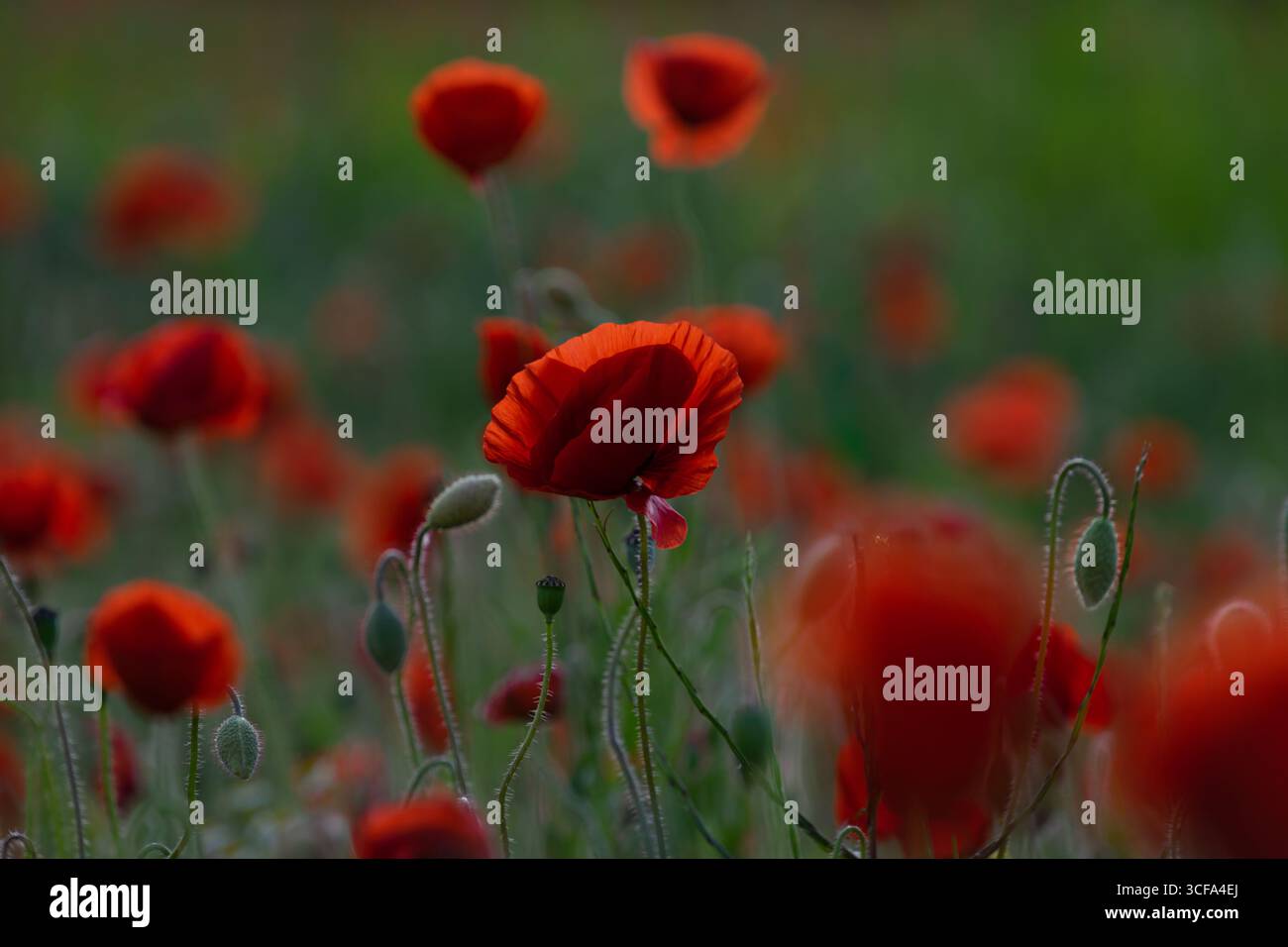 Un superbe gros plan d'un coquelicot rouge éclatant dans un champ de fleurs, avec un arrière-plan bokeh magnifiquement flou qui accentue ses pétales délicats Banque D'Images