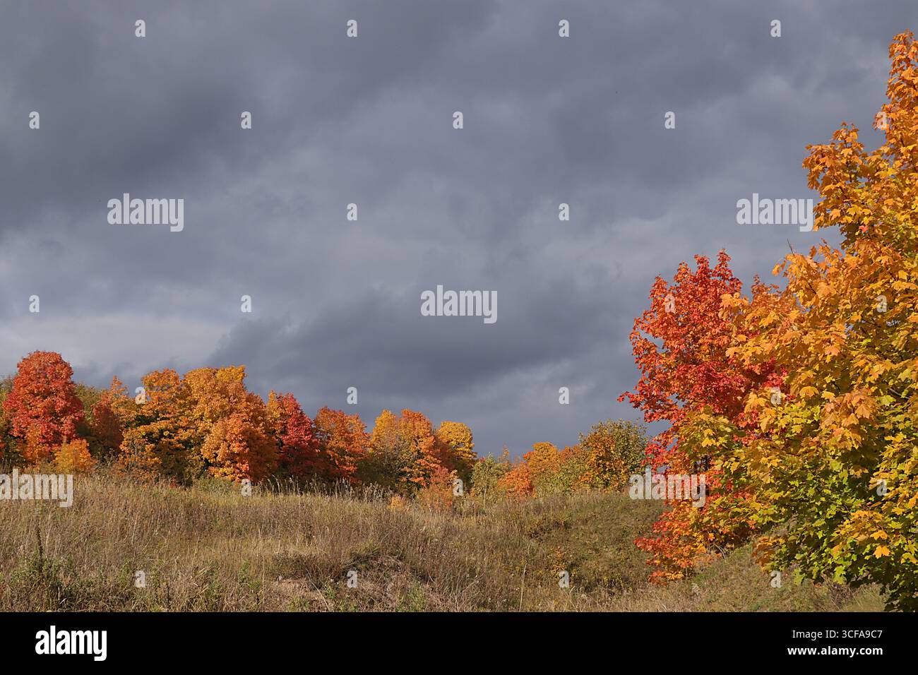 Parc d'automne en septembre un jour de pluie, chemin avec des feuilles d'érable rouges et des nuages sombres, fond. Beau paysage naturel lumineux dans le parc, Seaso Banque D'Images