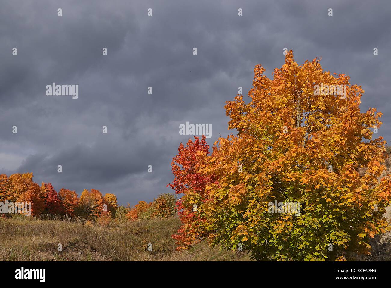 Parc d'automne en septembre un jour de pluie, chemin avec des feuilles d'érable rouges et des nuages sombres, fond. Beau paysage naturel lumineux dans le parc, Seaso Banque D'Images