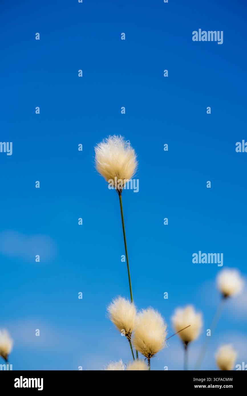 Délicate White Fluffy Wildflower contre un ciel d'été bleu clair dans une composition nature minimaliste Banque D'Images Délicate White Fluffy Wildflower contre un ciel d'été bleu clair dans une composition nature minimaliste Banque D'Images