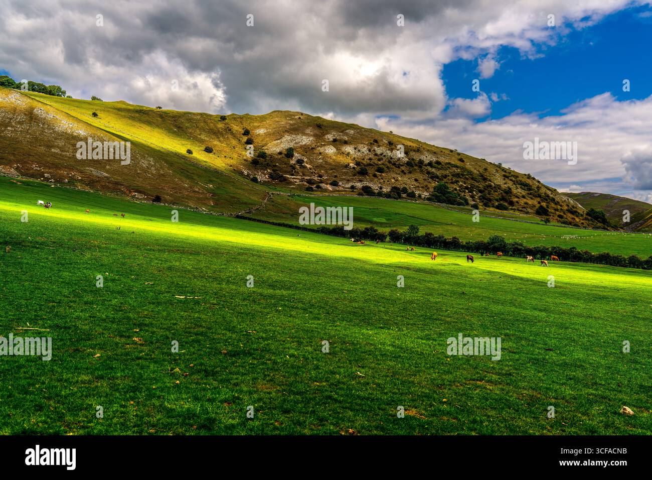 Rolling Hills et Green Meadows of the Peak District avec des bovins en pâturage sous un ciel d'été spectaculaire Banque D'Images