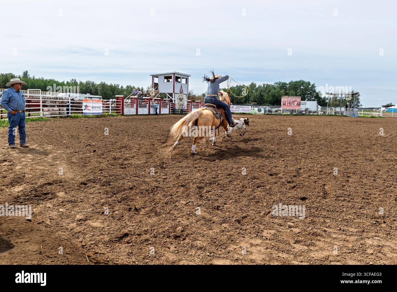 Une cow-girl à cheval tente habilement de lasso un veau dans un événement de rodéo de rodéo de corde de veau échappé au Enoch Indian Rodeo Alberta Canada Banque D'Images