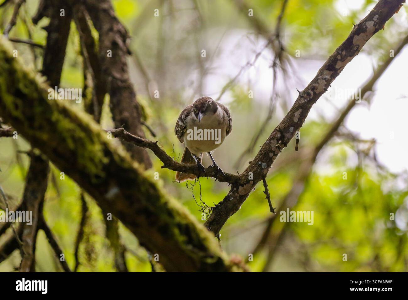 Petit oiseau perché dans une forêt au ranch El Manzanillo, île Santa Cruz, îles Galápagos, Équateur. Banque D'Images